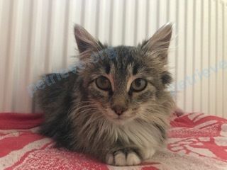 Medium young mixed color female cat, lost near Волковское шоссе, вл.15, стр.1, Мытищи, Московская обл., Россия, 141006 on Nov 02, 2018.