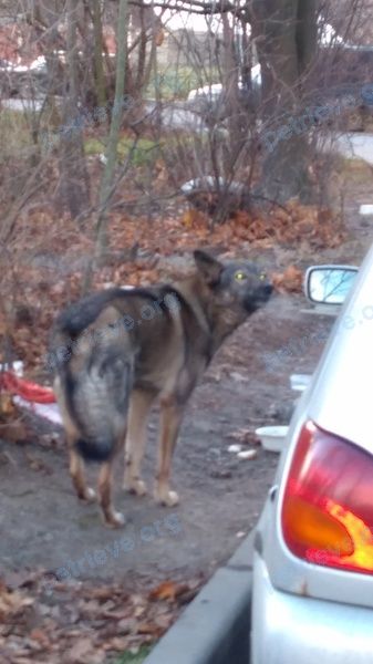 Big adult brown female dog, found near Витебский пр., 33 корп.1, Санкт-Петербург, Россия, 196233 on Nov 25, 2018.