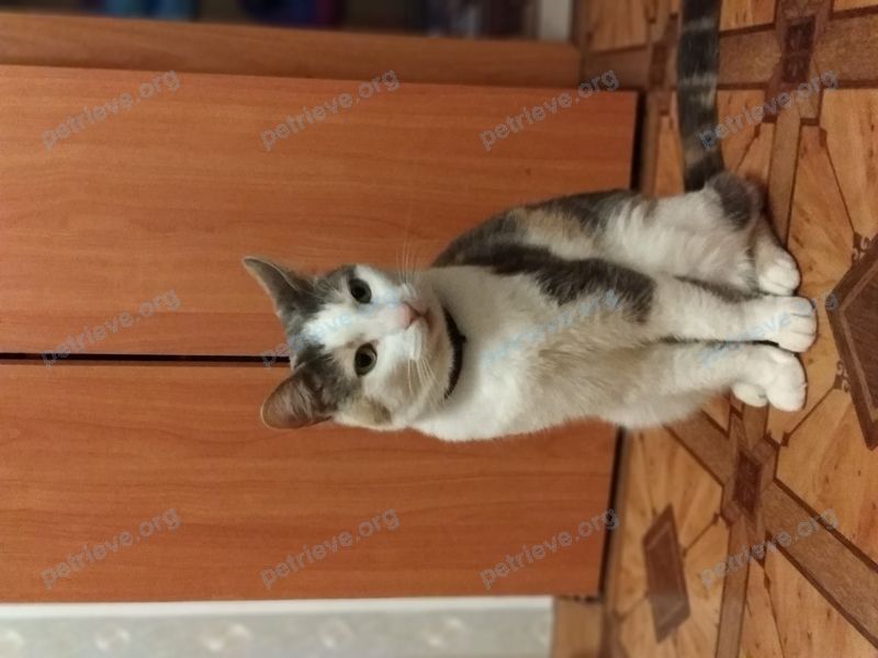Medium young mixed color female cat Финя, found near Лесная ул., 13, Синявино, Ленинградская, Россия, 187322 on Nov 17, 2018.