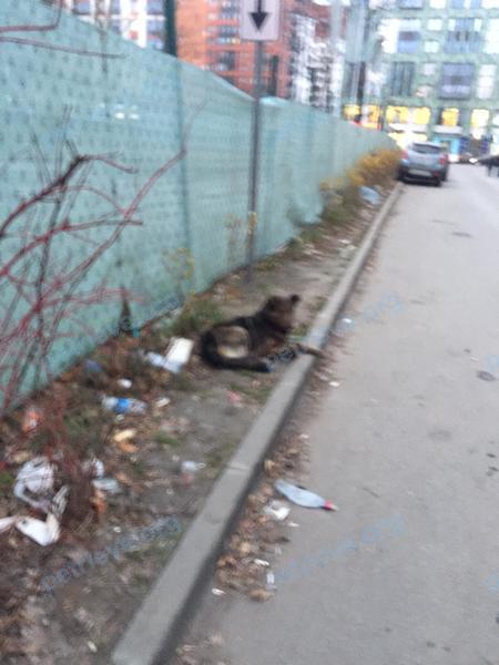 Medium brown dog, found near Аптекарский пр., 18, Санкт-Петербург, Россия, 197022 on Nov 27, 2018.