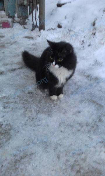 Medium black male cat, found near ул. Миронова, 6, Мурманск, Мурманская обл., Россия, 183031 on Nov 28, 2018.