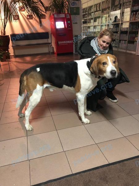 Большой многоцветный молодой пёс, найден 28.11.2018 рядом с 2 St Johns Rd, Cambridge, MA 02138, США.