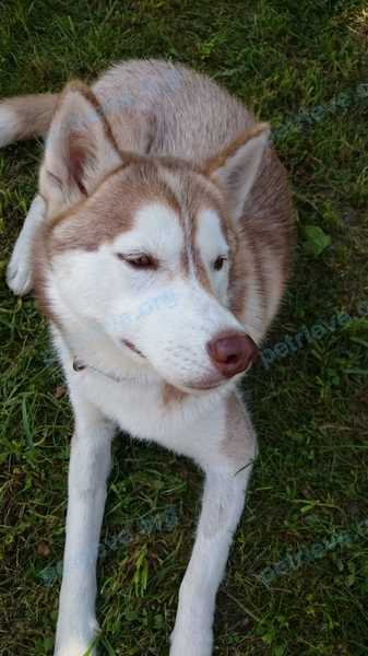 Medium young orange female dog Aфина, lost near 17, Могилёв, Беларусь on Nov 27, 2018.
