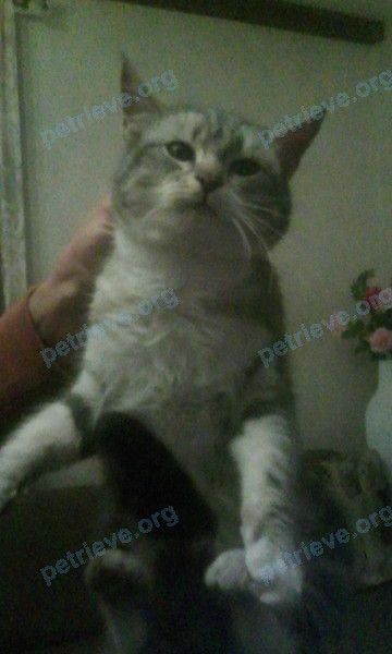 Средняя серая кошка неизвестно, найдена 29.11.2018 рядом с Кирпичная ул. 17, Брест, Беларусь.