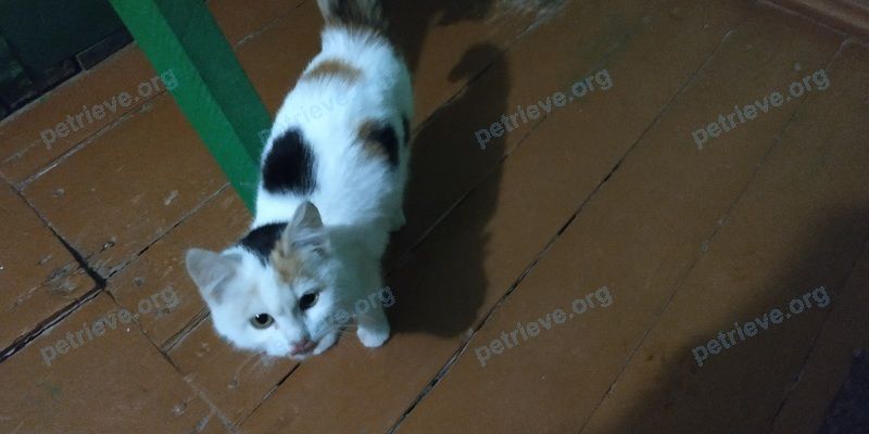 Small young mixed color female cat Найдена кошечка., found near ул. Покровского, 22а, Вичуга, Ивановская обл., Россия, 155334 on Nov 29, 2018.