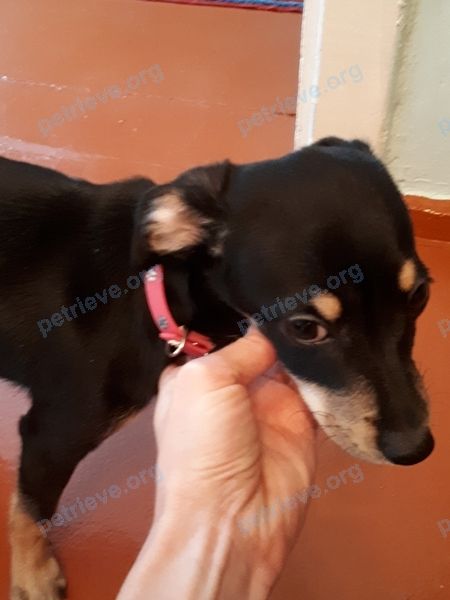 Small young black male dog, found near ул. Западная, 25, Кемерово, Кемеровская обл., Россия, 650004 on Dec 01, 2018.