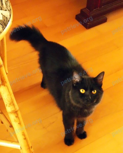 Medium young black male cat Бегемот, lost near ул. Молодёжная, 12, Долгопрудный, Московская обл., Россия, 141707 on Dec 01, 2018.