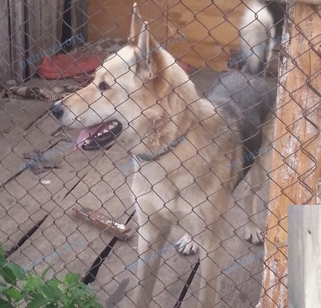 Medium adult yellow male dog рэкс, lost near Южная ул., 49, Куртамыш, Курганская обл., Россия, 641431 on Dec 01, 2018.