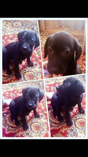 Medium young black male dog Фрэнк..Фрэнкуша, lost near Солянская ул., 13, Астрахань, Астраханская обл., Россия, 416130 on Nov 29, 2018.