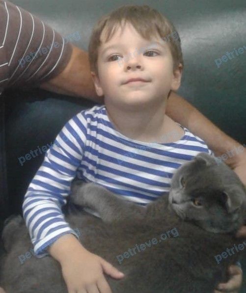 Big young gray male cat Боцман, lost near ул. Зорге, 21, Апшеронск, Краснодарский край, Россия, 352691 on Nov 07, 2018.