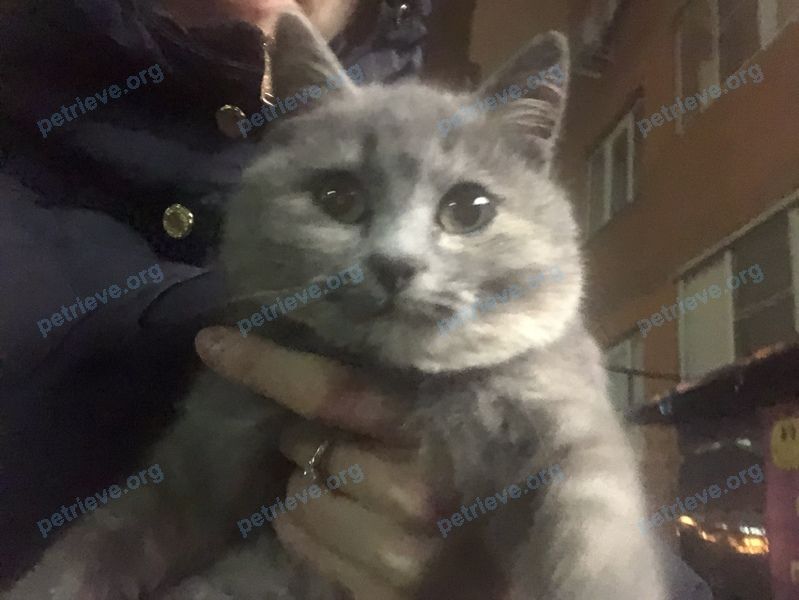 Small young gray female cat, found near ул. Жмайлова, 4е, Ростов-на-Дону, Ростовская обл., Россия, 344090 on Dec 04, 2018.