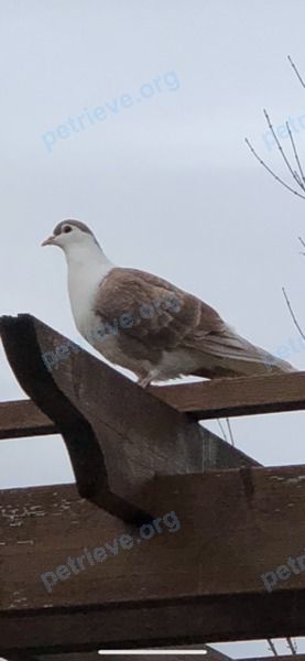 Medium adult mixed color female bird, lost near 82 Sweet Anna Ct, Maple, ON L6A 4E4, Canada on Dec 02, 2018.