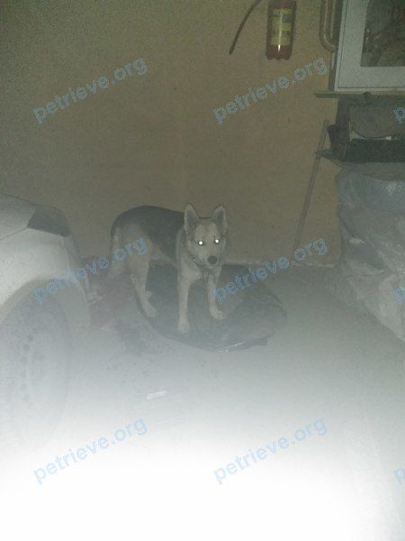 Big dog, found near Коммунистическая ул., 5, Астрахань, Астраханская обл., Россия, 414000 on Dec 09, 2018.