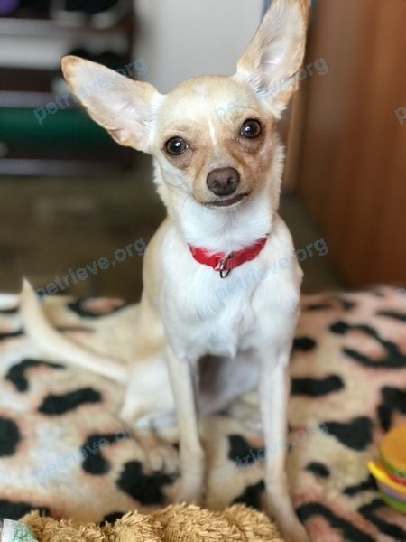 Small young white female dog Никки, lost near ул. Лёни Голикова, 20, Санкт-Петербург, Россия, 198262 on Dec 09, 2018.