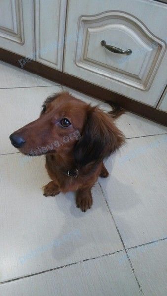 Small young brown female dog, found near Первомайская ул., 48, Муром, Владимирская обл., Россия, 602267 on Dec 15, 2018.