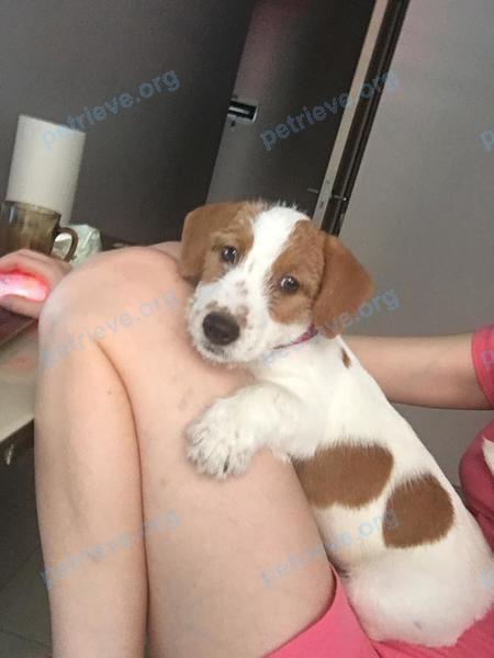 Small young white male dog Барон, lost near ул. Летчика Ивана Федорова, 4, Химки, Московская обл., Россия, 141727 on Dec 15, 2018.