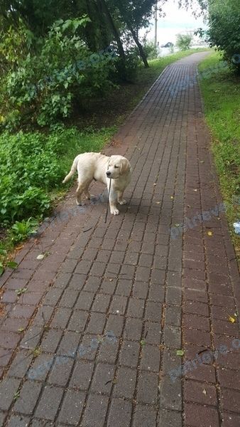 Medium young white male dog Тор, lost near ул. Ленина, 3, Череповец, Вологодская обл., Россия, 162622 on Nov 24, 2018.