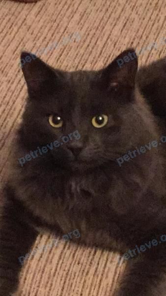 Medium young gray male cat Ватсон, lost near ул. Лесной пос., 46, Балашиха, Московская обл., Россия, 143930 on Dec 16, 2018.