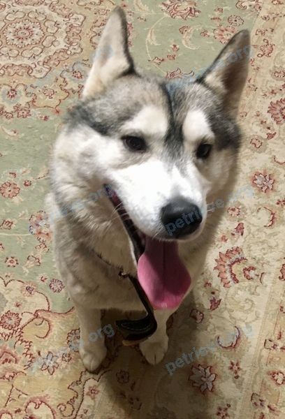 Medium gray male dog, found near Восточная ул., 40, Долгопрудный, Moscow Oblast, Россия, 141705 on Dec 18, 2018.