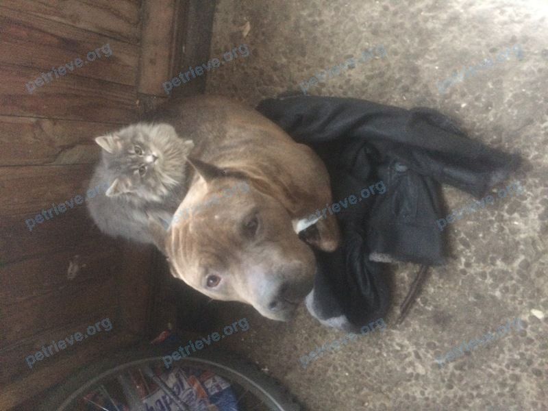 Medium adult brown male dog, lost near ул. Толстого, 3, Малаховка, Московская обл., Россия, 140030 on Dec 21, 2018.