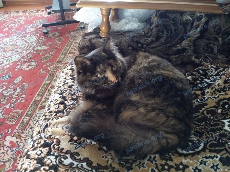 Small young mixed color female cat Нюша, lost near ул. Пехтина, 22А, Глазов, республика Удмуртия, Россия, 427628 on Dec 20, 2018.