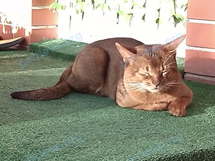 Medium young brown male cat нельсон, lost near 1-й Раскатный пер., 27, Ростов-на-Дону, Ростовская, Россия, 346715 on Nov 30, 2018.