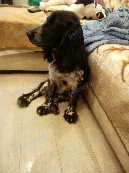 Medium young black male dog Алтай, lost near Суздальский пр., 15, Владимир, Владимирская обл., Россия, 600027 on Dec 27, 2018.