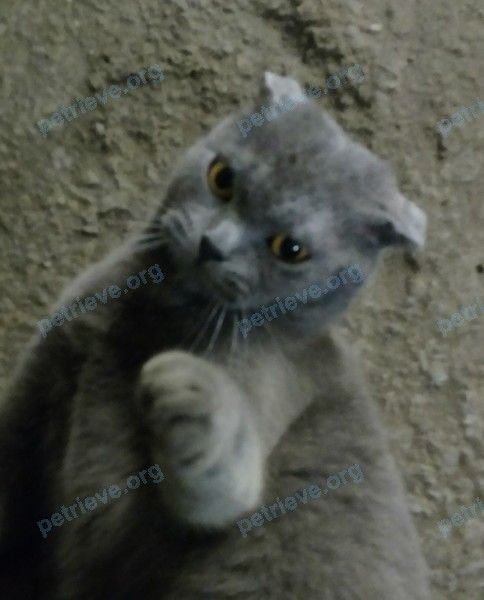 Medium young gray female cat, found near Университетский пер., 125, Ростов-на-Дону, Ростовская обл., Россия, 344010 on Nov 27, 2018.