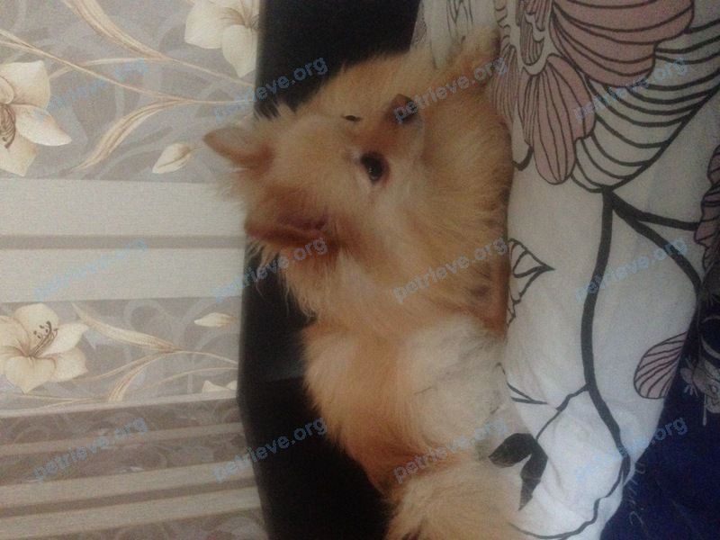 Small adult yellow female dog Клепа, lost near Солдатская ул., 8А строение 1, Москва, Россия, 111250 on Jan 01, 2019.