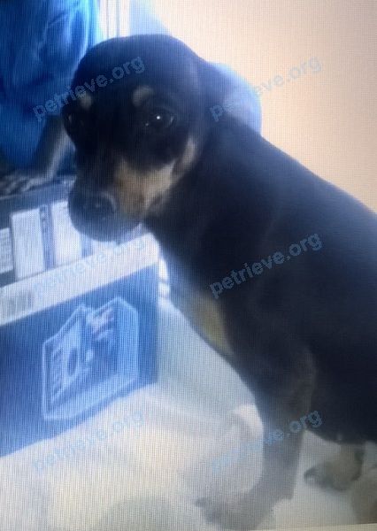 Small adult black female dog Тося, lost near ул. Володарского, 93, Полевской, Свердловская обл., Россия, 623391 on Jan 01, 2019.
