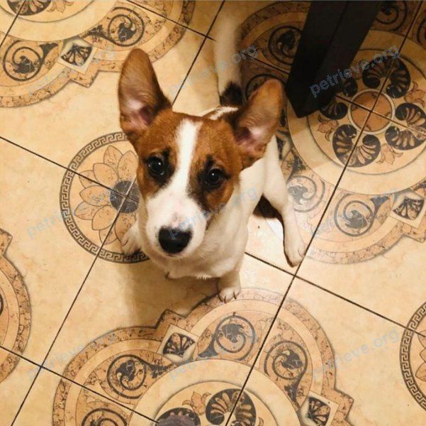 Small young mixed color male dog Сэм, lost near ул. Беловежская, 37, Москва, Россия, 121353 on Jan 01, 2019.