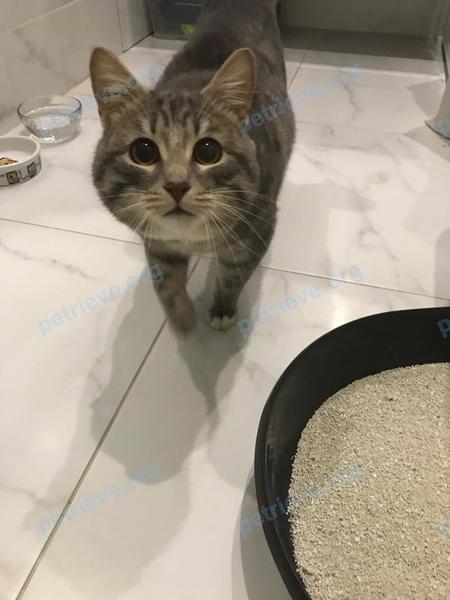 Medium gray male dog, found near Завидная ул., 6, Видное, Московская обл., Россия, 142701 on Dec 28, 2018.