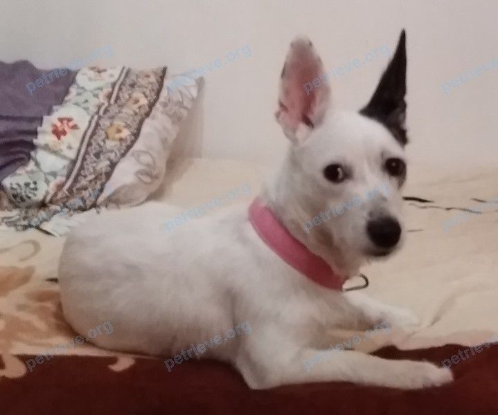 Small young white female dog Джесика, lost near ул. Пирогова, 22, Екатеринбург, Свердловская, Россия, 620028 on Jan 01, 2019.