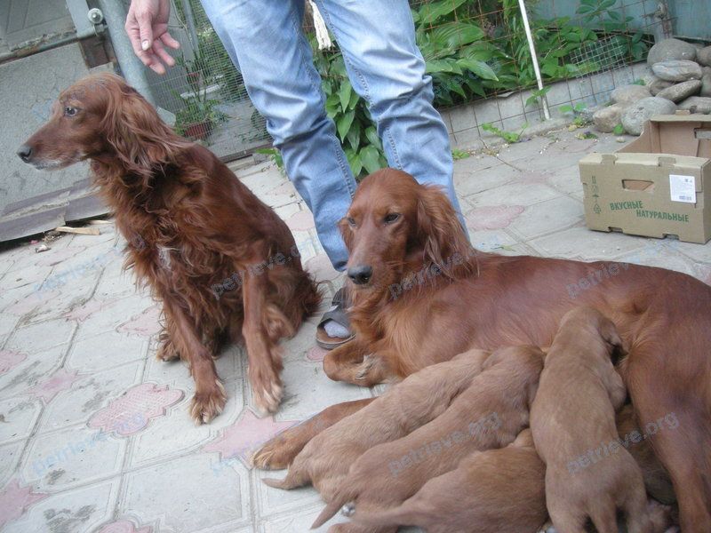 Medium young red female dog Дина, lost near ул. Колективная, 11, Каневская, Краснодарский край, Россия, 353730 on Dec 31, 2018.