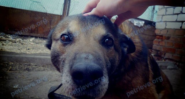 Medium adult mixed color male dog Татоша, lost near Квасниковая ул., 5, Приволжский, Саратовская, Россия, 413123 on Jan 01, 2019.