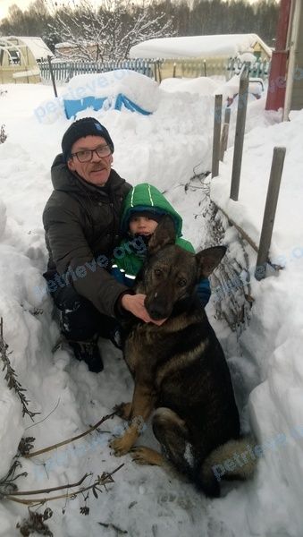 Взрослый пёс Рич, найден 03.01.2019 рядом с ул. Дерендяева, 77, Киров, Кировская обл., Россия, 610017.