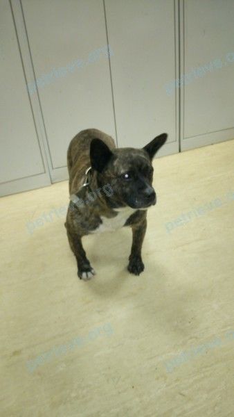 Medium adult brown male dog, found near Ижорский Завод, Санкт-Петербург, Россия, 196653 on Jan 03, 2019.