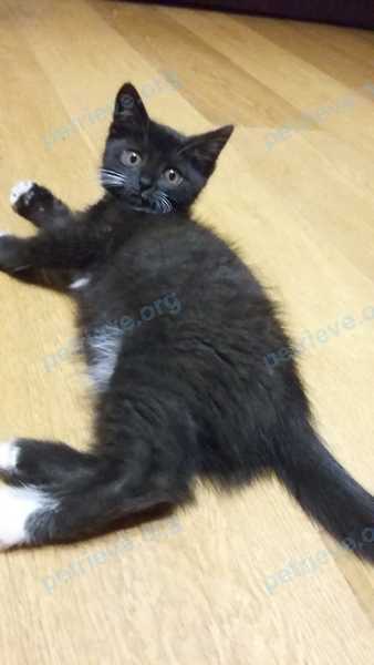 Medium young black male cat Том, lost near Улица Чехова, 44, Звенигород, Московская обл., Россия, 143180 on Oct 16, 2018.