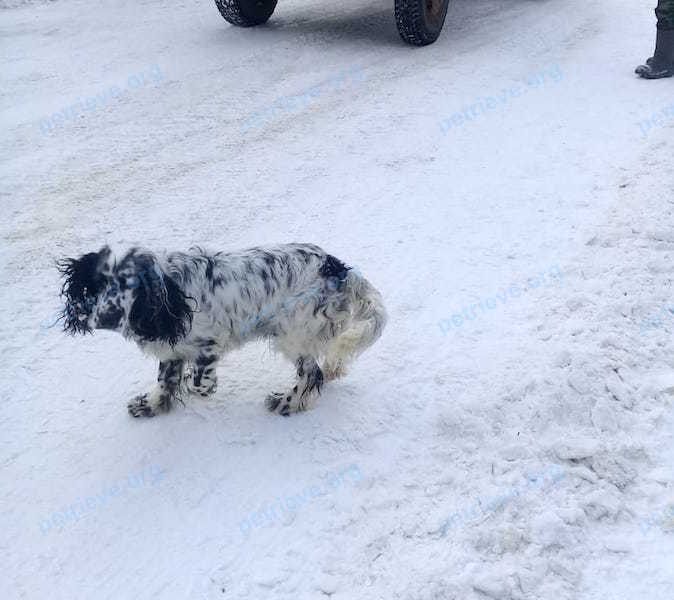 Small adult white male dog, found near Лесная ул., 3, Шатурторф, Московская обл., Россия, 140712 on Dec 27, 2018.