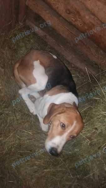 Medium young mixed color female dog, found near Черемухово, Свердловская обл., Россия on Jan 07, 2019.