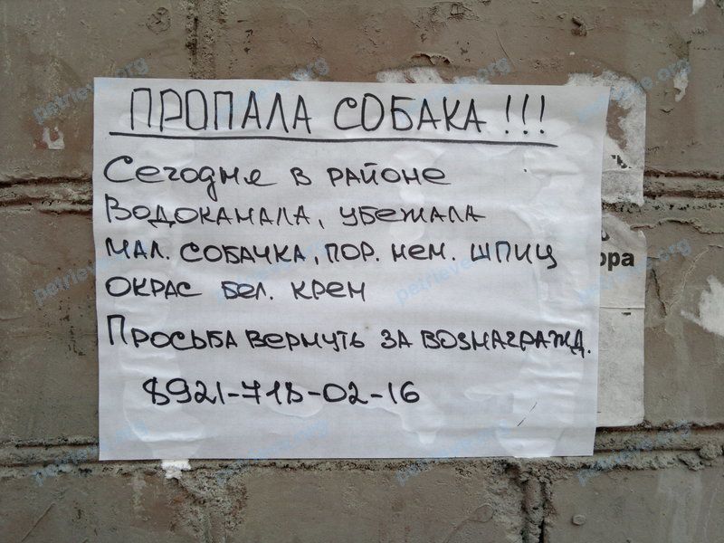 Small mixed color dog Немецкий шпиц, lost near пр. Луначарского, 26, Череповец, Вологодская обл., Россия, 162614 on Dec 19, 2018.