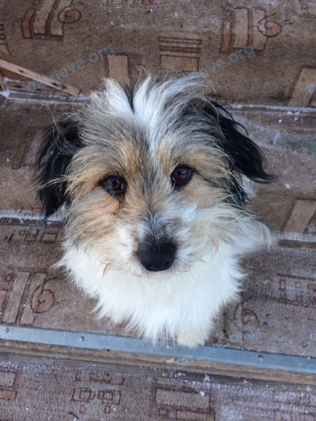 Medium young white female dog Жуля, lost near ул. Анатолия Щеткова, Тюмень, Тюменская обл., Россия, 625054 on Jan 13, 2019.