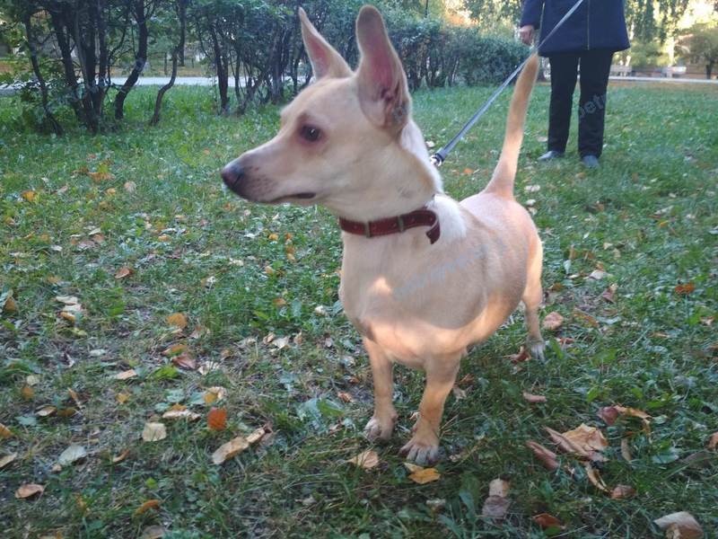 Small young yellow male dog, lost near ул. Могильникова, 171, Челябинск, Челябинская обл., Россия, 454091 on Jan 12, 2019.