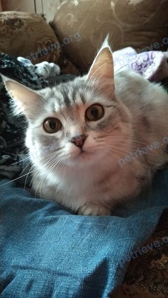 Маленькая белая молодая кошка Виска, найдена 30.11.2018 рядом с 48 Brewster St, Cambridge, MA 02138, США.