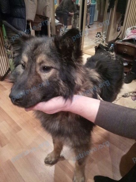 Medium young brown male dog Овчарка, found near Дом мод, Чебоксары, Чувашская Респ., Россия, 428003 on Jan 17, 2019.