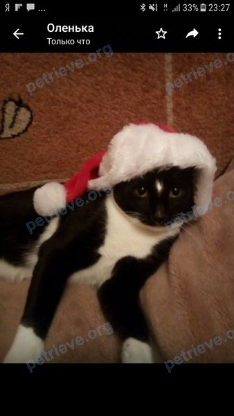 Medium young black male cat Феликс, found near Новая улица, 34, Тярлево, Санкт-Петербург, Россия, 196625 on Nov 24, 2018.