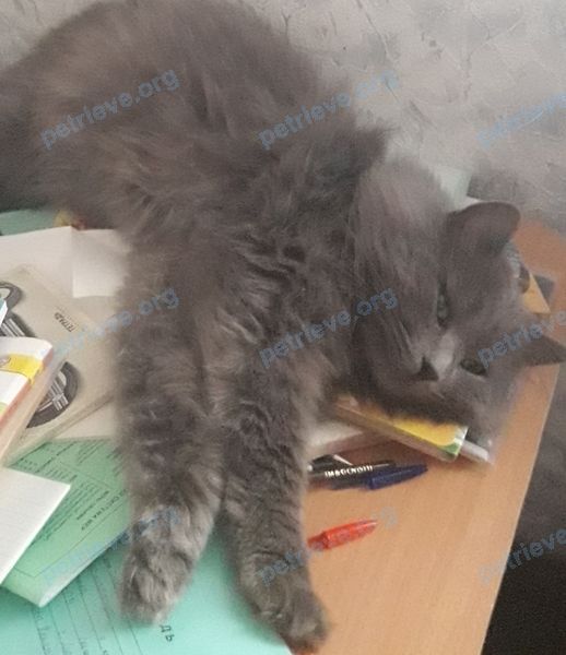 Big young gray male cat Сёма, lost near Комсомольский пер., 13, Липецк, Липецкая, Россия, 398059 on Jan 14, 2019.