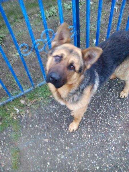Medium male dog, found near Советская ул., 6, Благодарный, Ставропольский край, Россия, 356422 on Jan 25, 2019.