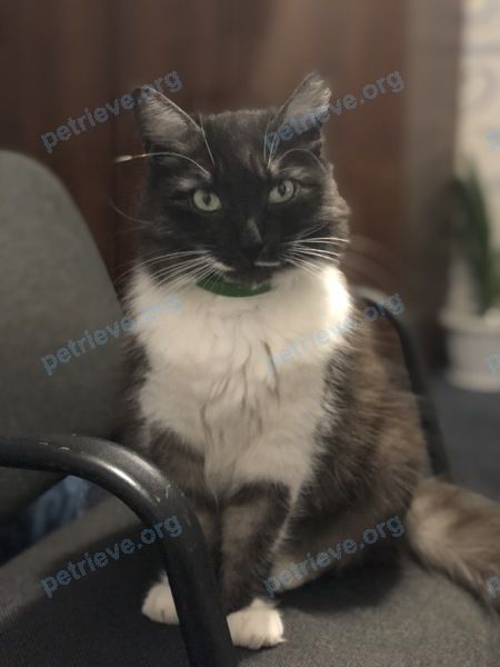 Medium young black female cat Лиза, lost near ул. Щорса, 128, Ставрополь, Ставропольский край, Россия, 355007 on Jan 19, 2019.