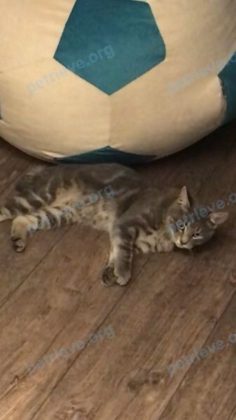 Big gray male cat Тишка, lost near ул. Князя Бориса Шереметева, 13, Белгород, Белгородская обл., Россия, 308019 on Jan 26, 2019.
